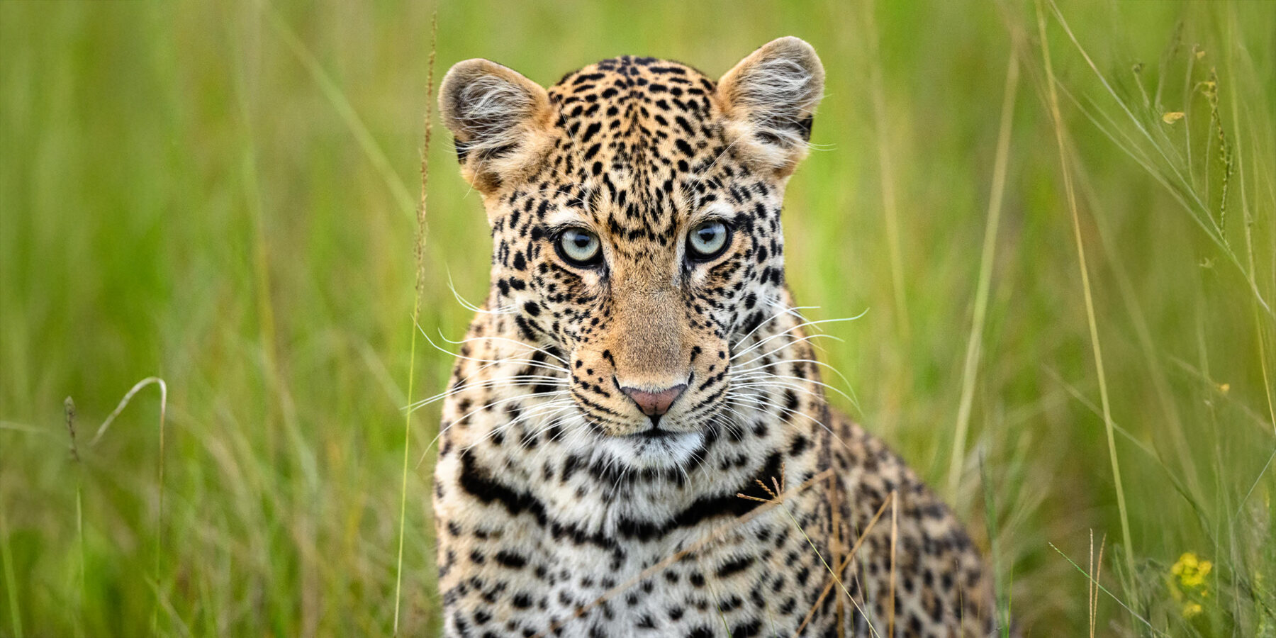 Akagera leopard credit Dana Allen2