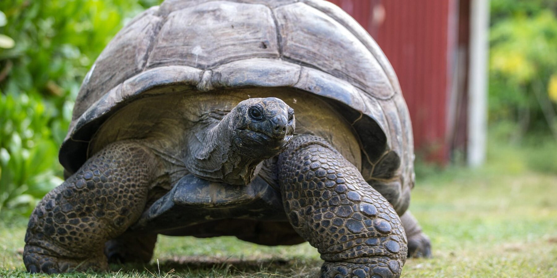 Bird Island Tortoise