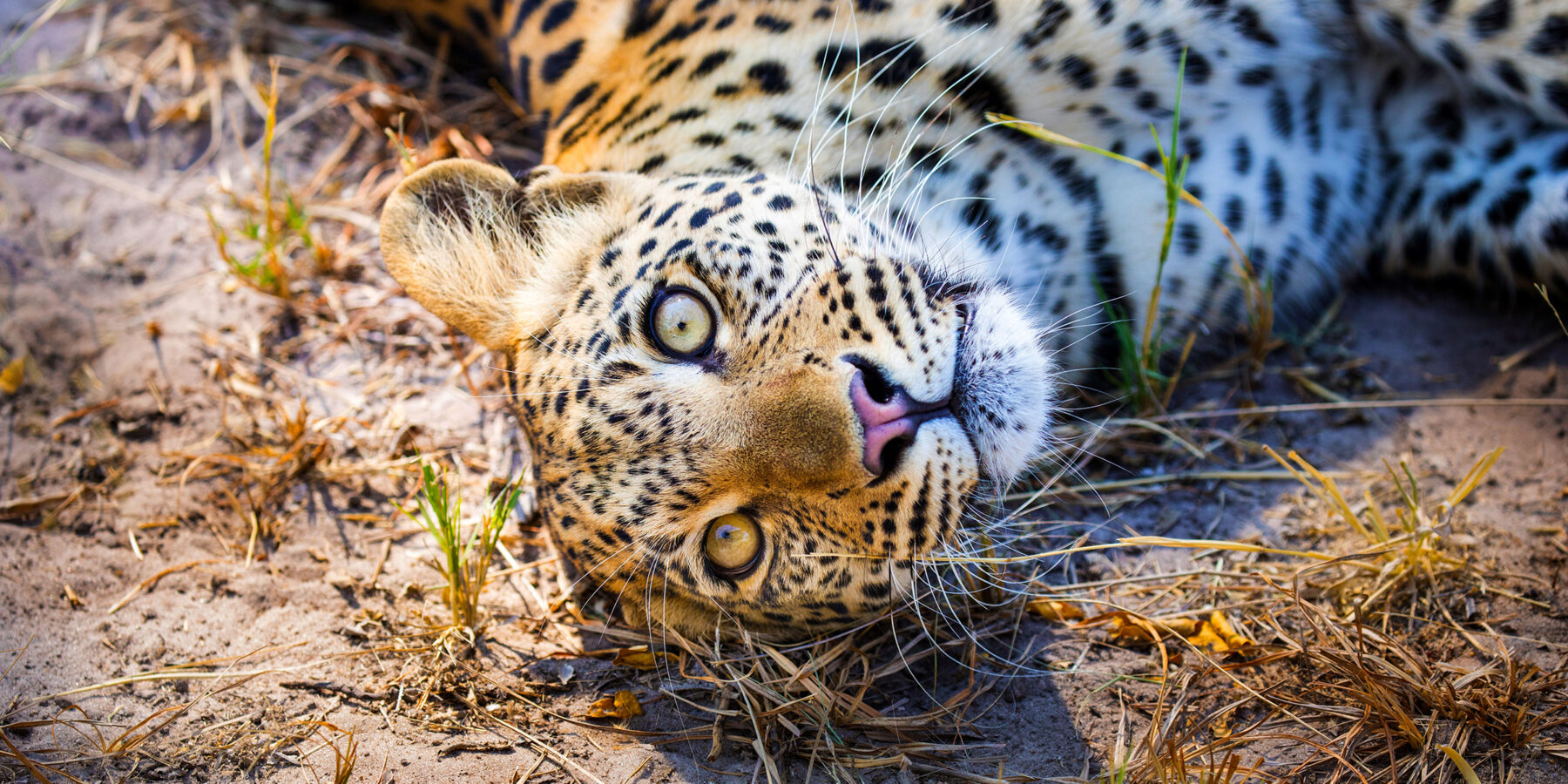 Botswana Selinda 1