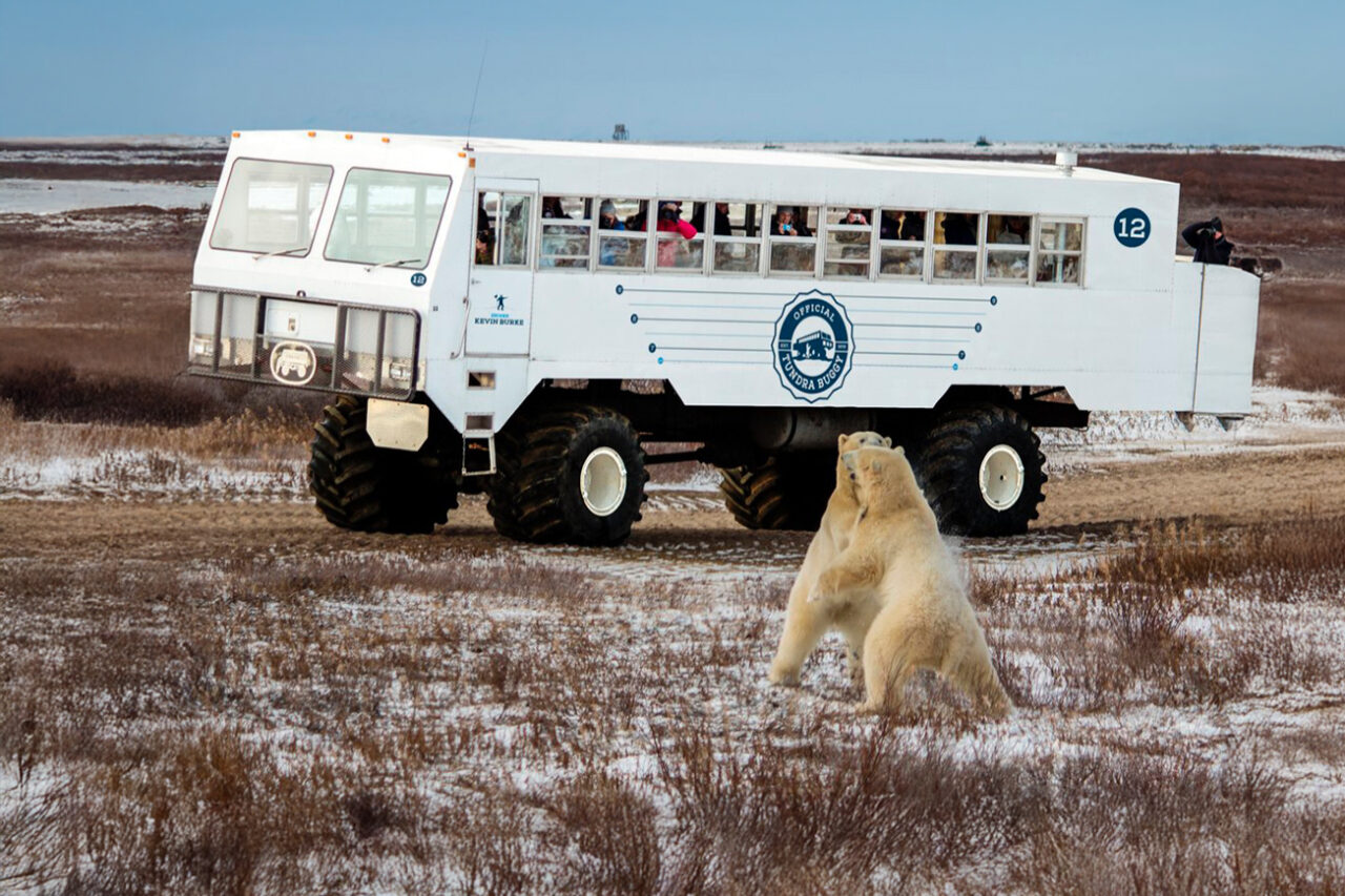 Churchill polar bears from Canada Specialist Programme