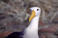 Galapagos – Albatross