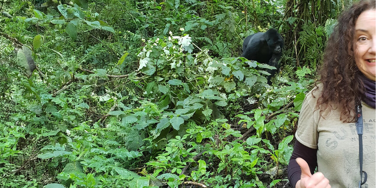 Gorilla blog 1st small image.jpg