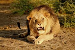 Kim Wish List blog above Tip for Wildlife photographers-ext