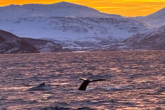 Lyngen 6