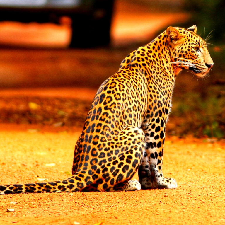 Nici Sri Lanka leopards hero image square