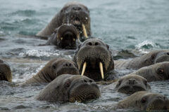 NORTHERN REACHES 1 Svalbard_Torellneset_HX_45407_Credit_Geraldine_Prince