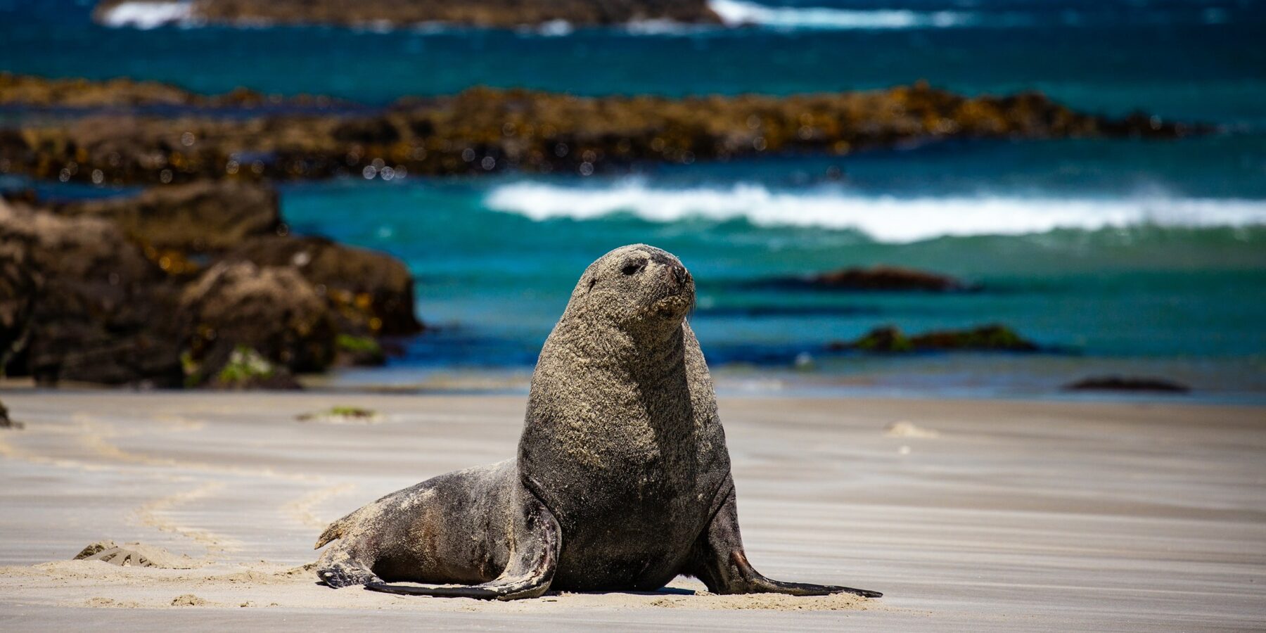 OTAGO PENINSULA shutterstock_2411630875