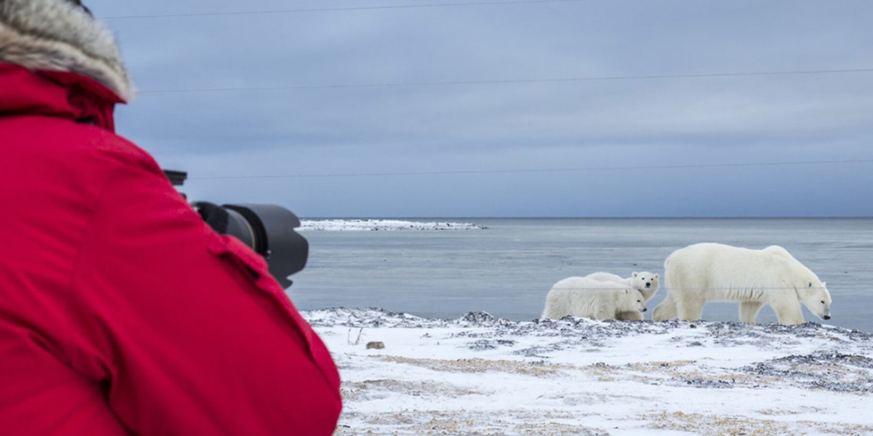 Polar bear watching from Canada Specialist Programme