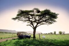 Safari Game Drive Vehicle