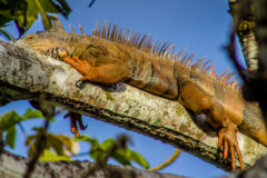 An,Iguana,On,A,Tree,Branch,In,San,Ignacio,,Belize