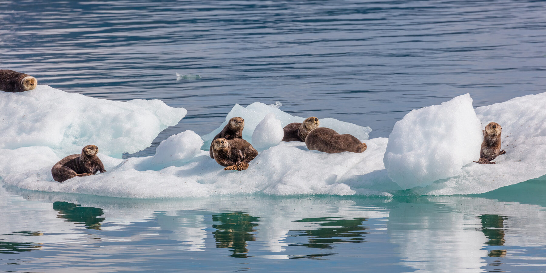 Sea,Otters,On,Icebergs,From,Columbia,Glacier,In,Prince,William