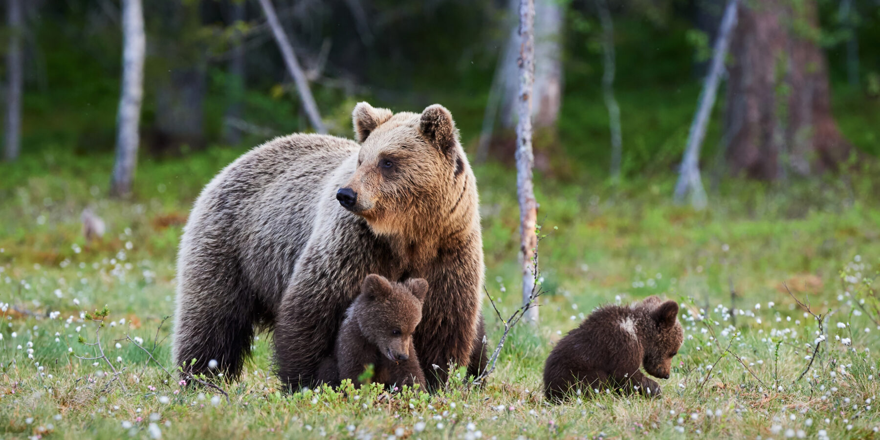 Mother,Brown,Bear,Protecting,Her,Cubs,In,A,Finnish,Forest.