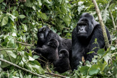 Family,Of,Moutanis,Gorillas,,Baby,,Mother,And,Father,,In,Virunga