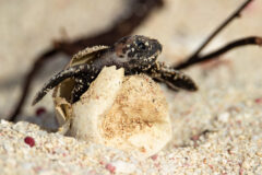 Hawksbill,Hatchling,Hatching,From,Its,Egg.