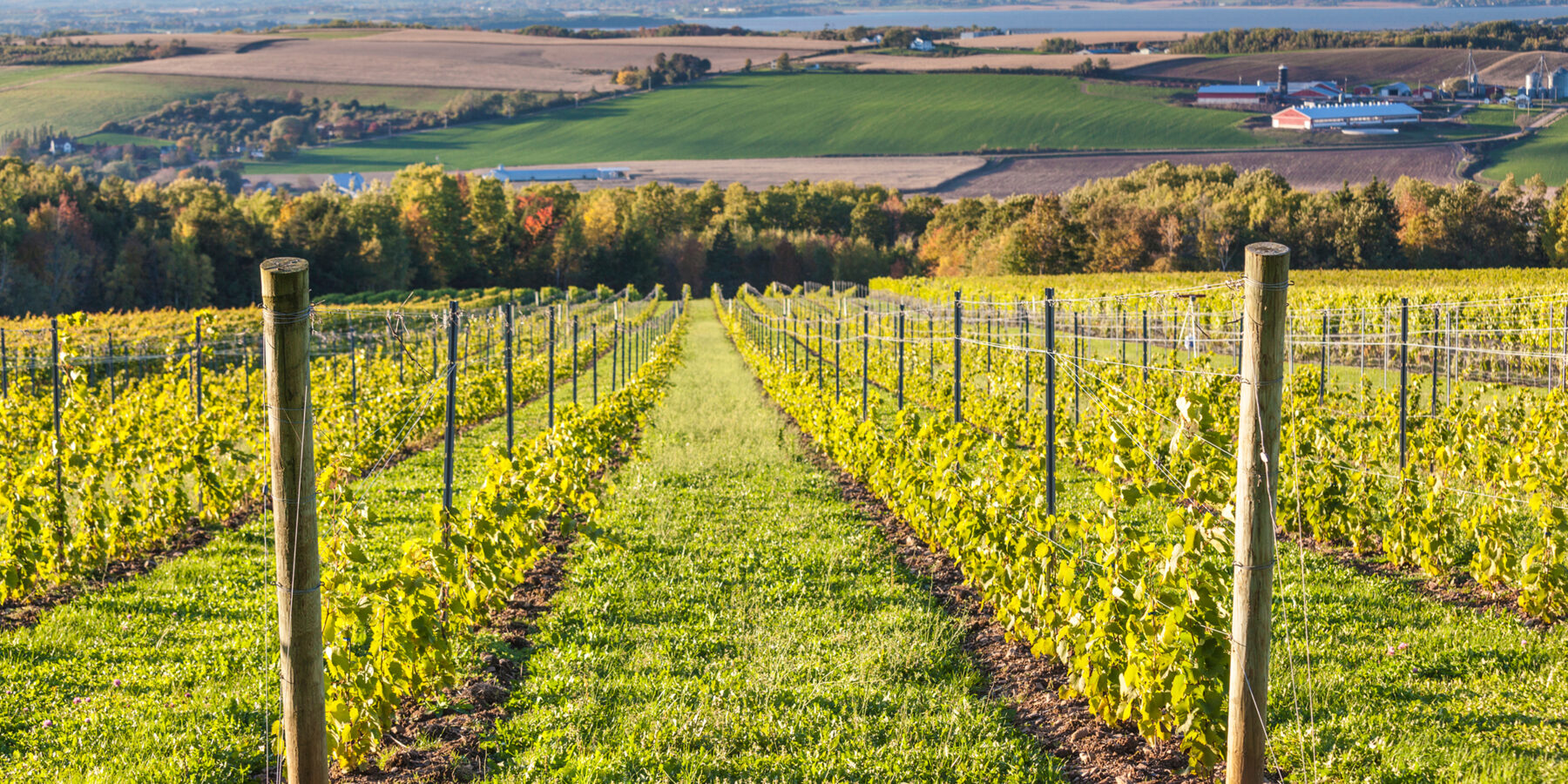 Canada,,Nova,Scotia,,Annapolis,Valley,,Wolfville.,Local,Vineyard.