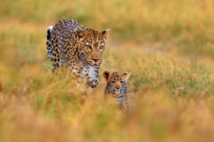 Leopard,Cub,With,Mother,Walk.,Big,Wild,Cat,In,The