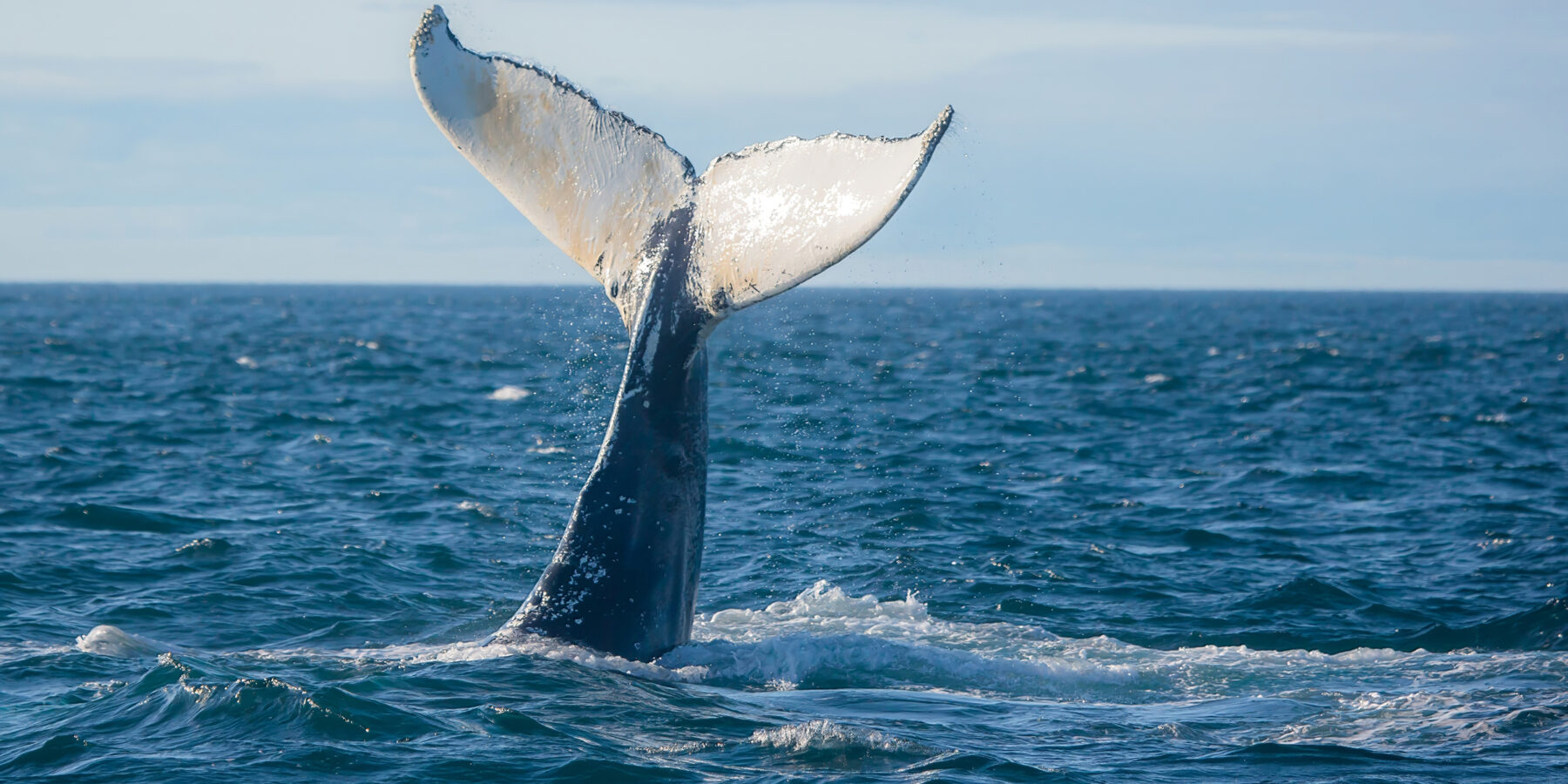 Humpback,Whale,Jumping,Out,Of,The,Ocean,Water,And,Splashing,