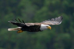 A,Bald,Eagle,Hunts,For,Fish,From,The,Waters,Of