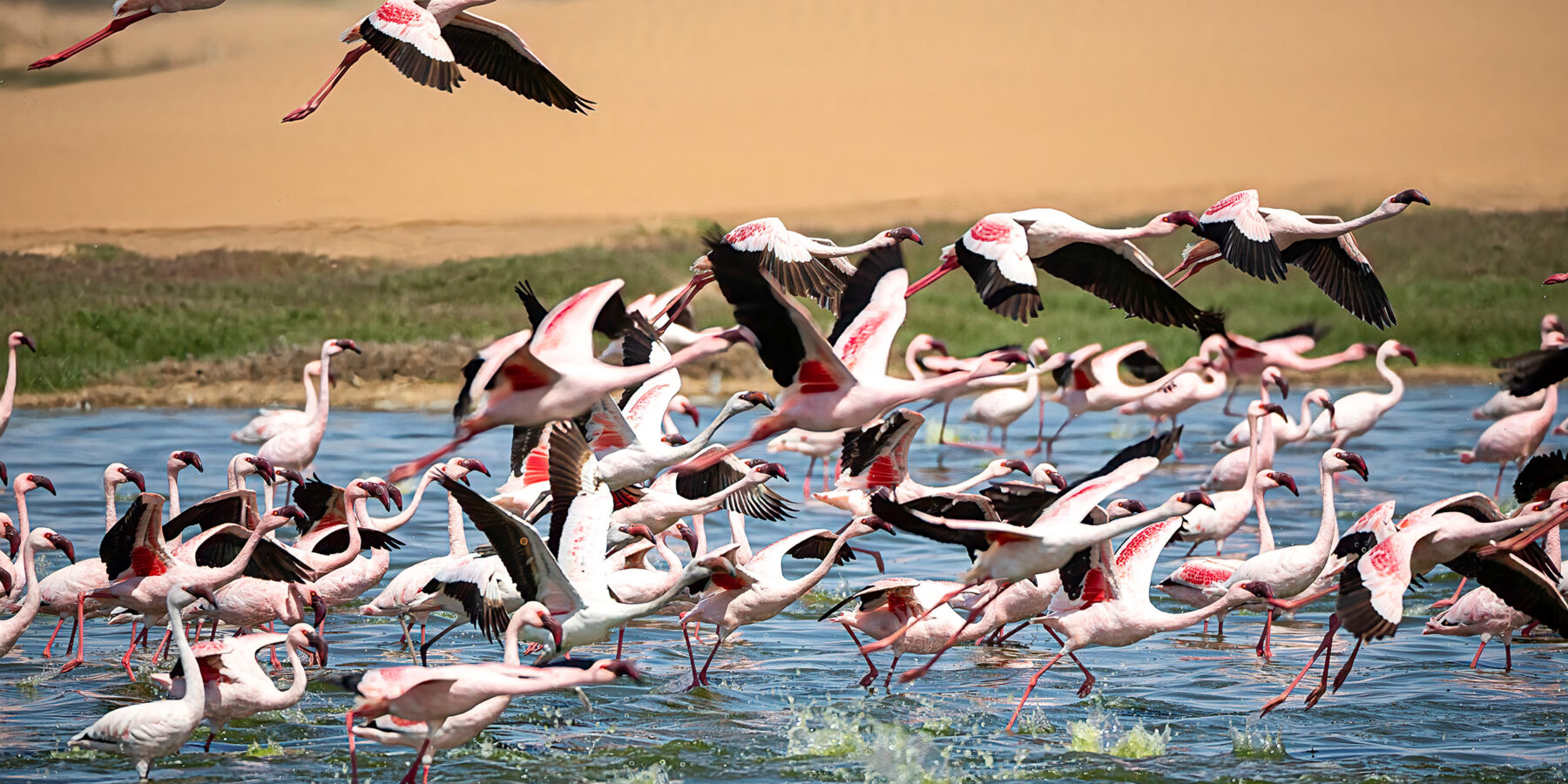 Flamingoes,At,Bird,Paradise,,Walvis,Bay,,Namibia