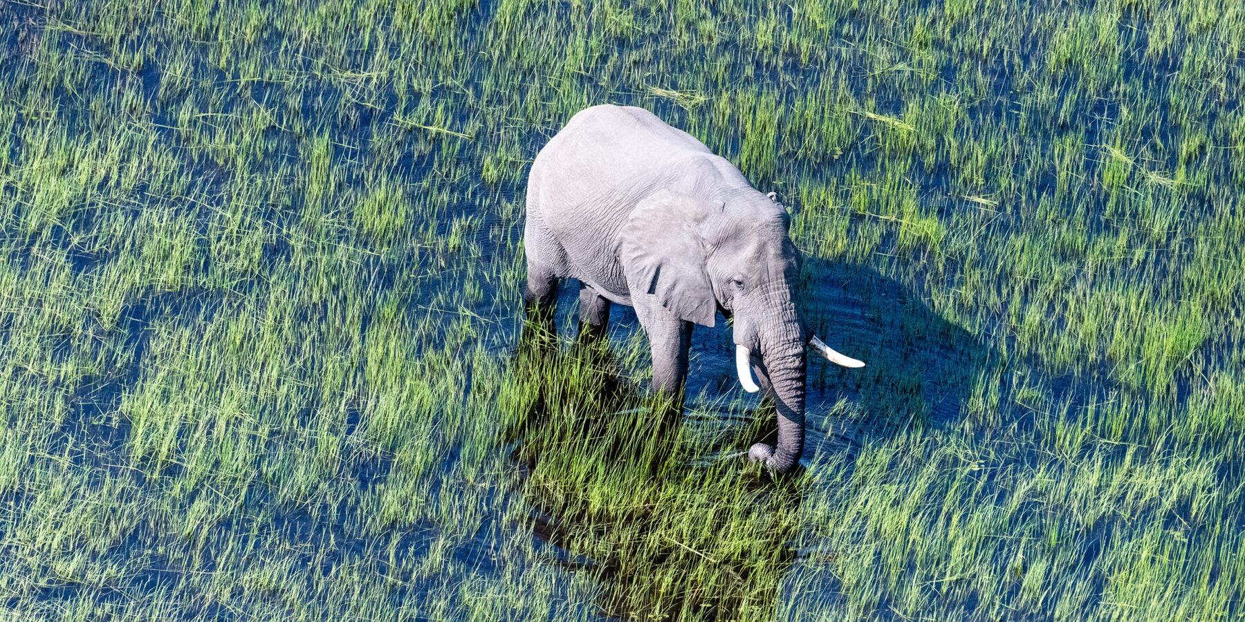 Aerial,Telephoto,Shot,Of,An,African,Elephant,Wading,Through,The