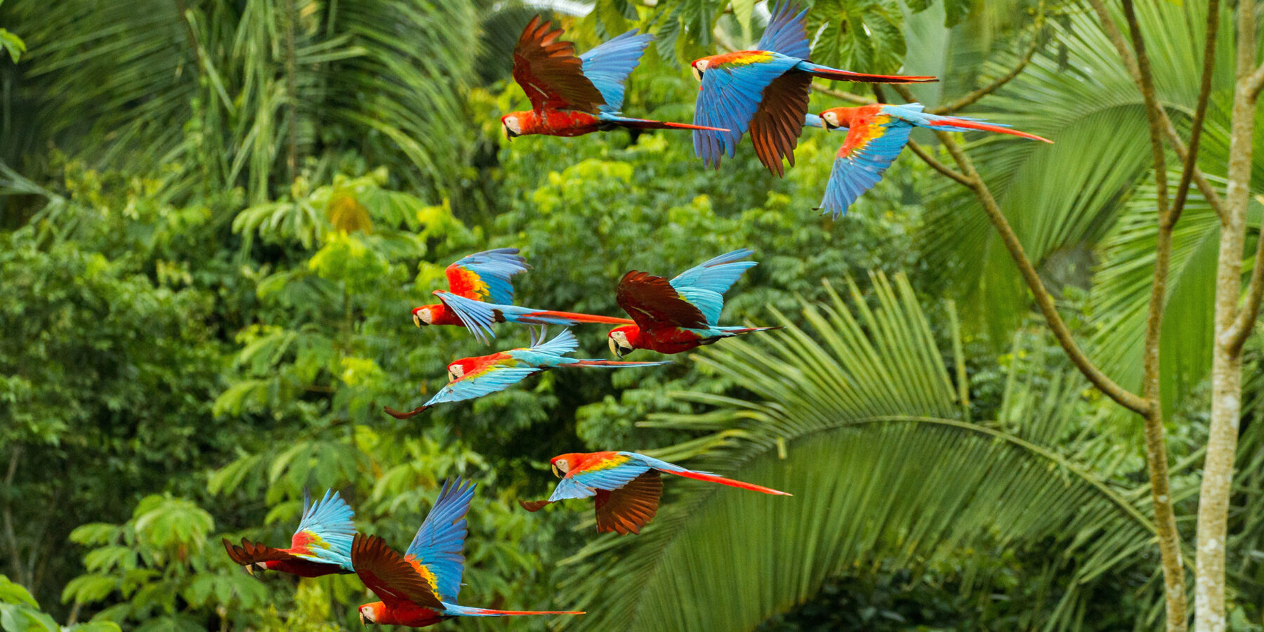 Flock,Of,Scarlet,And,Red-and-green,Macaws,Flying,In,Amazonas,Rainforest