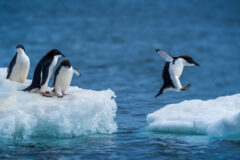 Adelie,Penguin,Jumping,Between,Two,Ice,Floes