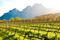 Vineyards,And,Mountains,In,The,Late,Afternoon,Glow,In,Stellenbosch,