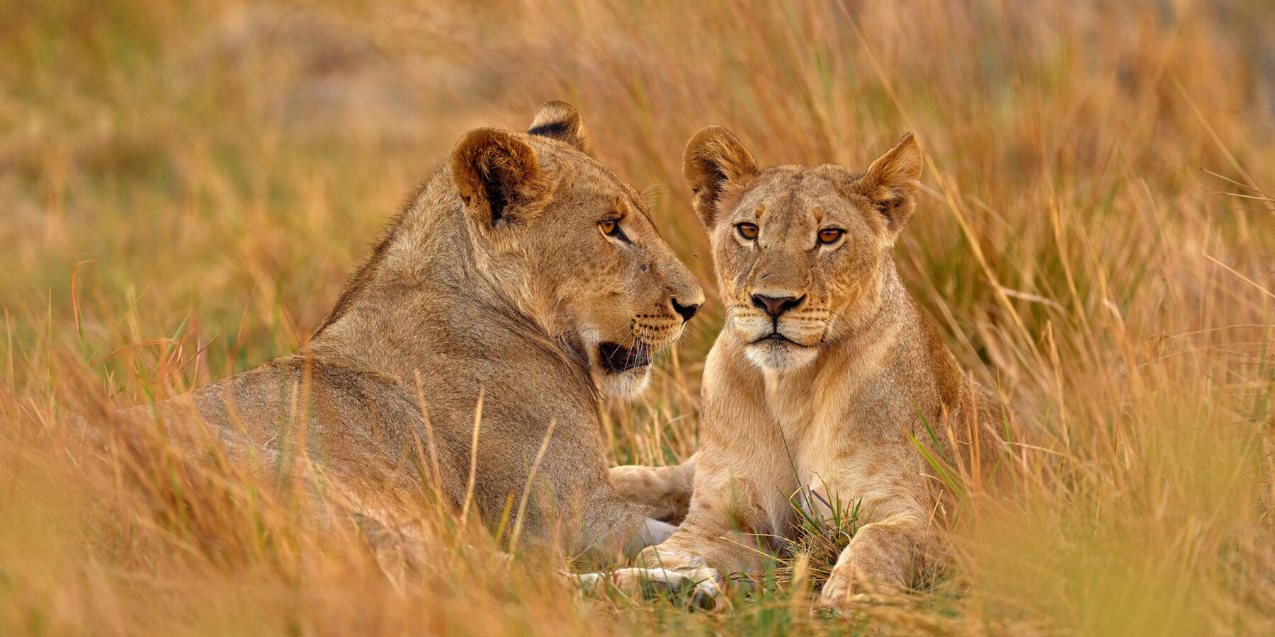 Young,Lions,In,The,Grass,,Khwai,River,,Botswana,In,Afica.