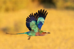 Lilac-breasted,Roller,,Coracias,Caudatus,,Colorful,Magenta,,Blue,,Green,Bird,In