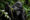 A,Female,Gorilla,Is,Seen,In,Uganda,On,2024