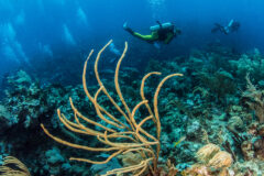 Belize,Scuba,Diving