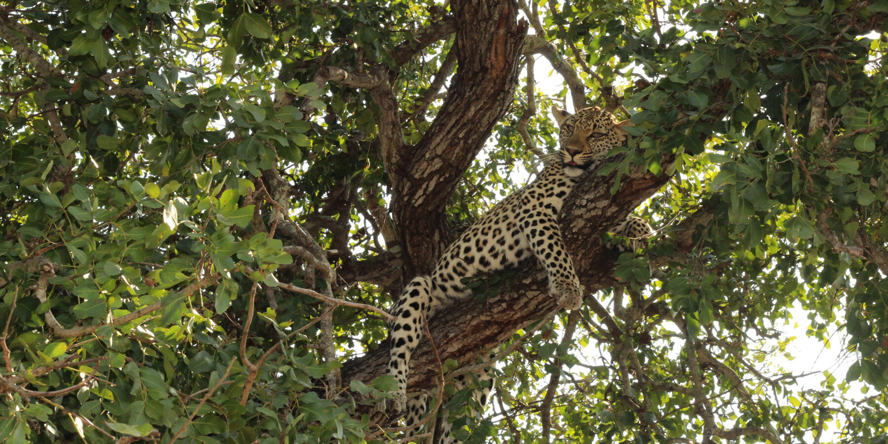 Leopard,,Sabi,Sands,,Kruger,National,Park,,South,Africa