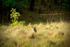 udayan-patil-dXNsaxSp5-s-unsplash